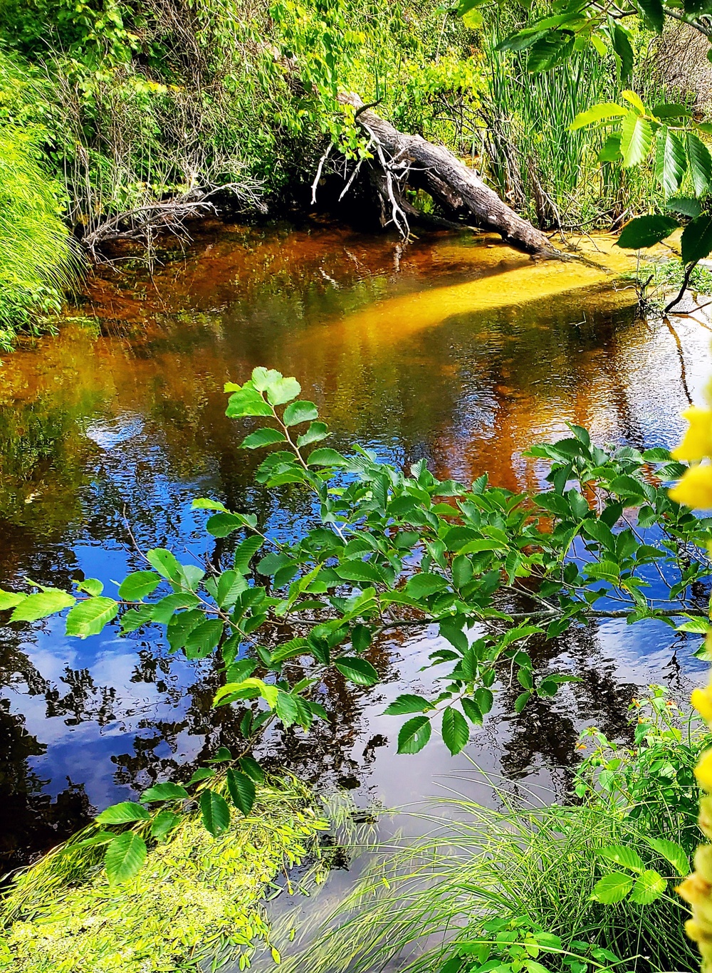 Fort McCoy trout stream