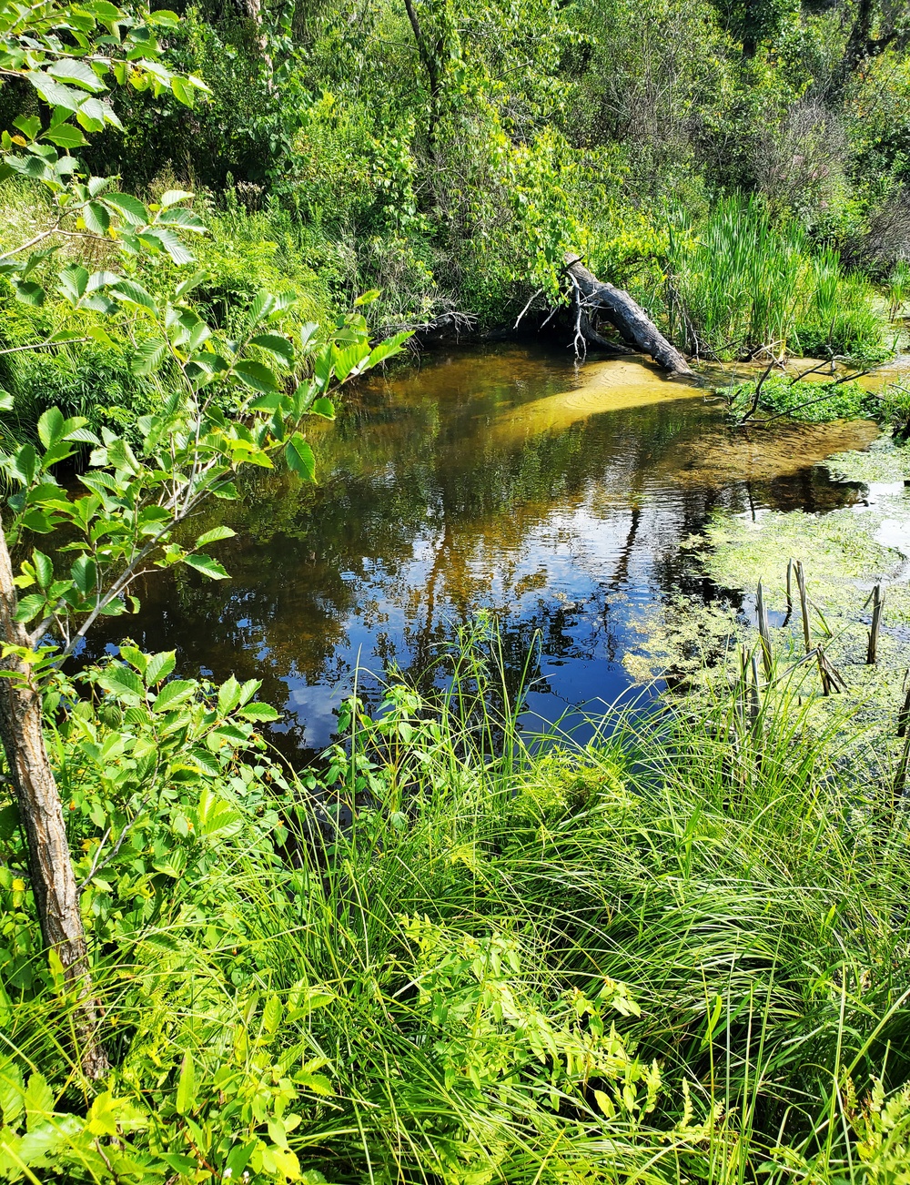 Fort McCoy trout stream