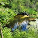 Fort McCoy trout stream