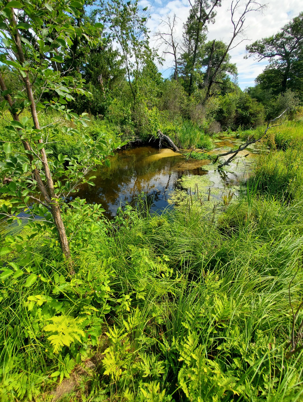 Fort McCoy trout stream