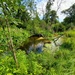 Fort McCoy trout stream