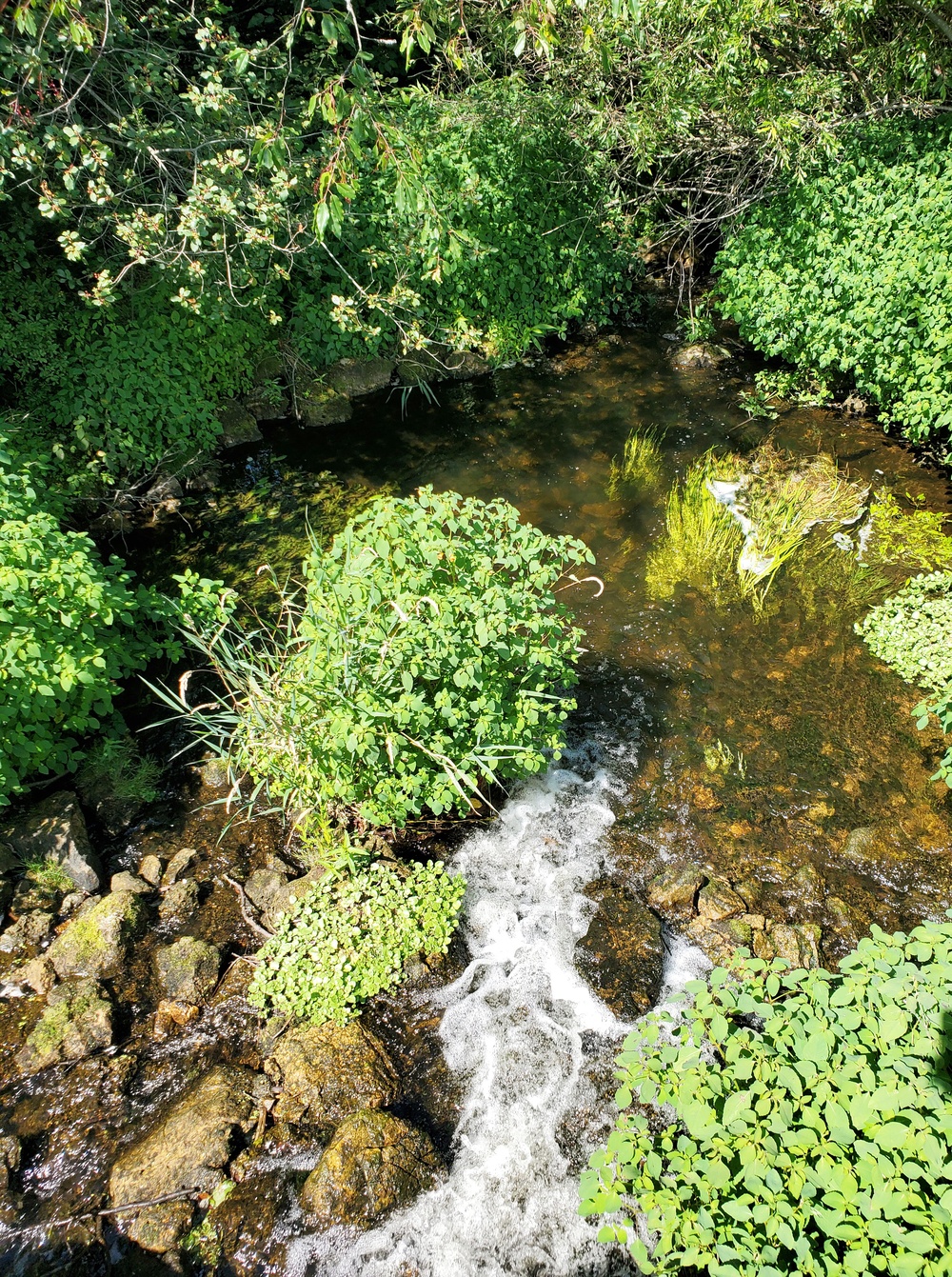 Fort McCoy trout stream