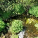 Fort McCoy trout stream