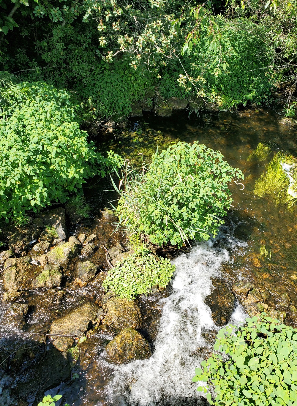 Fort McCoy trout stream