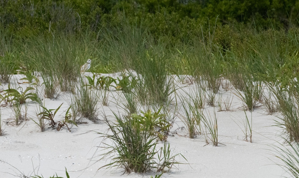 A Plover Story: Protecting our Marine Life and Environment