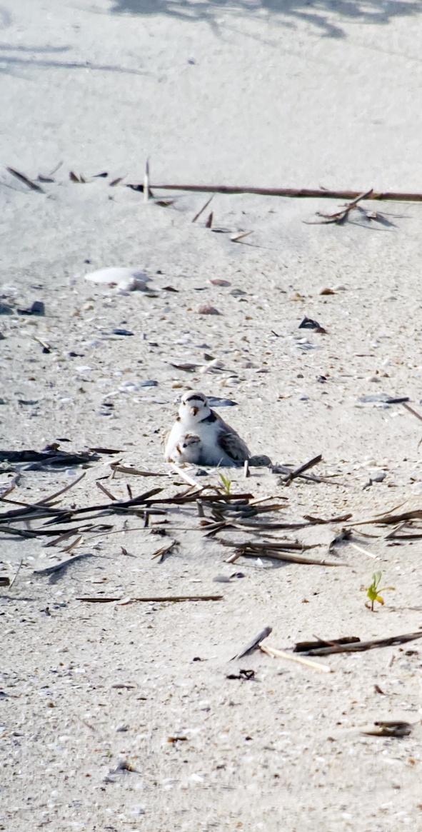 A Plover Story: Protecting our Marine Life and Environment