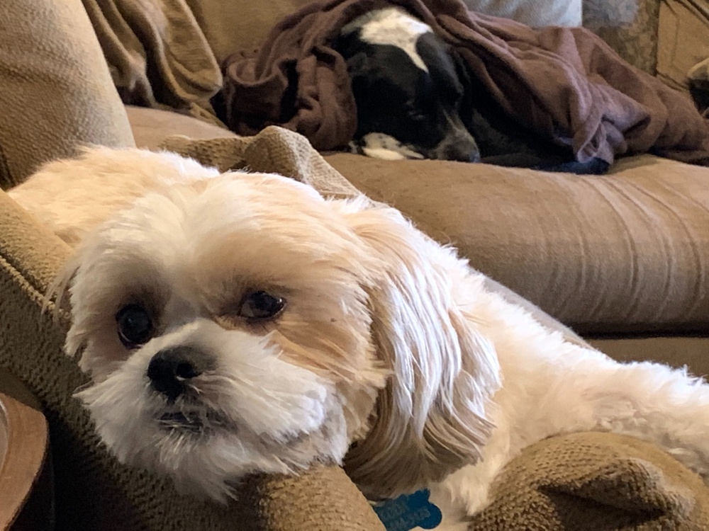 COVID stress: How you can help your furry friends cope