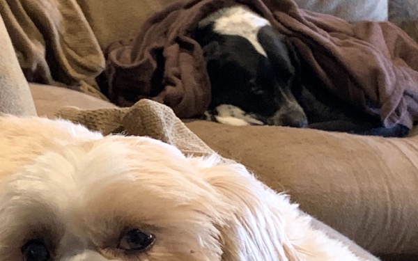 COVID stress: How you can help your furry friends cope