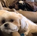 COVID stress: How you can help your furry friends cope