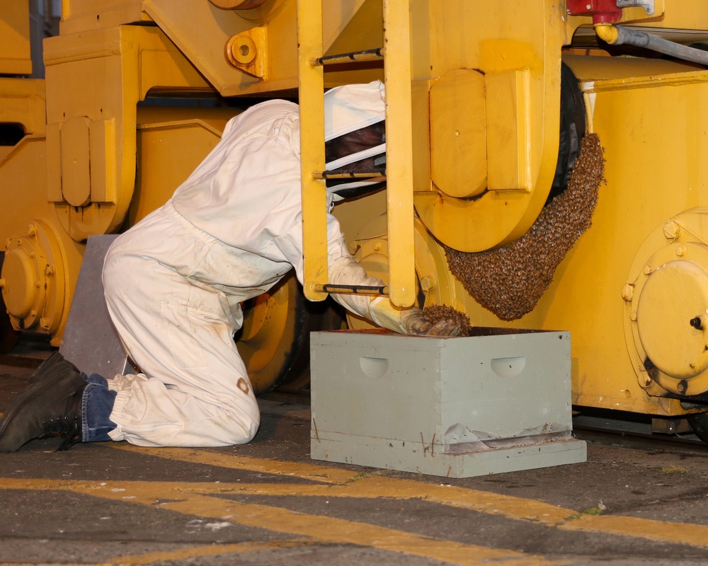 Beekeeper saves a lost swarm at the TRFB Delta Pier