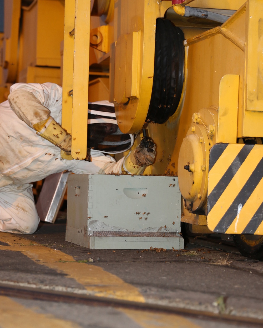 Beekeeper saves a lost swarm at the TRFB Delta Pier