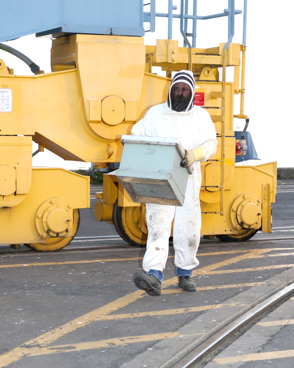 Beekeeper saves a lost swarm at the TRFB Delta Pier