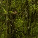 EOD Marines Sweep Jungle for UXO