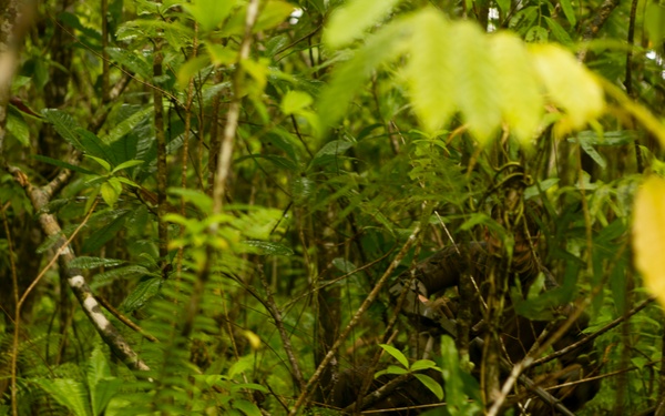 EOD Marines Sweep Jungle for UXO