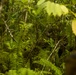 EOD Marines Sweep Jungle for UXO