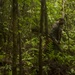 EOD Marines Sweep Jungle for UXO
