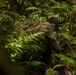 EOD Marines Sweep Jungle for UXO