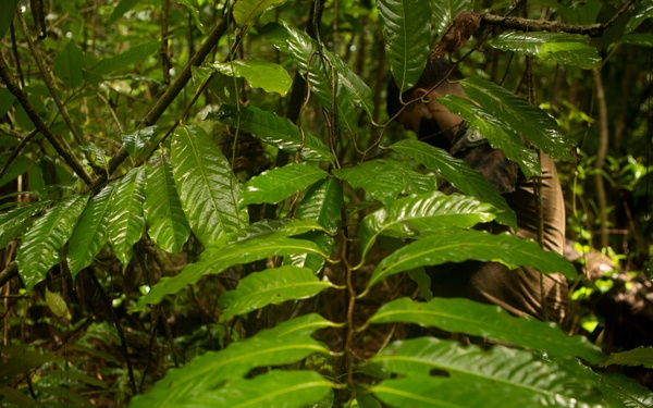 EOD Marines Sweep Jungle for UXO