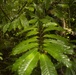 EOD Marines Sweep Jungle for UXO