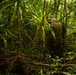 EOD Marines Sweep Jungle for UXO