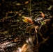 EOD Marines Sweep Jungle for UXO