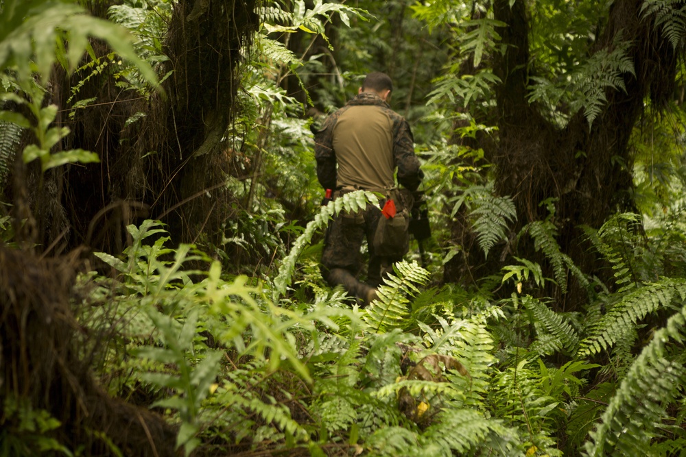 EOD Marines Sweep Jungle for UXO