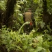 EOD Marines Sweep Jungle for UXO