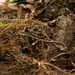 EOD Marines Sweep Jungle for UXO
