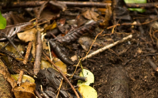 EOD Marines Sweep Jungle for UXO