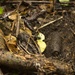 EOD Marines Sweep Jungle for UXO