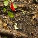 EOD Marines Sweep Jungle for UXO