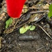 EOD Marines Sweep Jungle for UXO