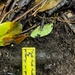 EOD Marines Sweep Jungle for UXO