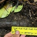 EOD Marines Sweep Jungle for UXO