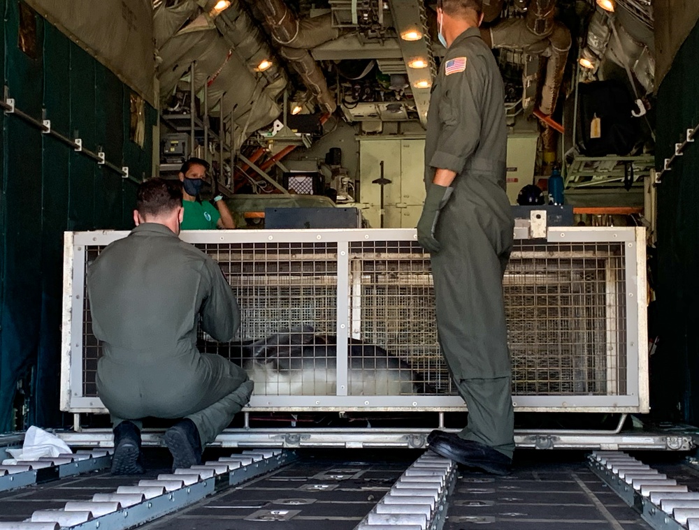 U.S. Coast Guard assists NOAA and The Marine Mammal Center with Monk Seal Transport
