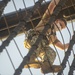 USS Constitution Conducts Climbing Aloft
