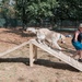 Dog agility obstacle course installed as a part of Eagle Scout project