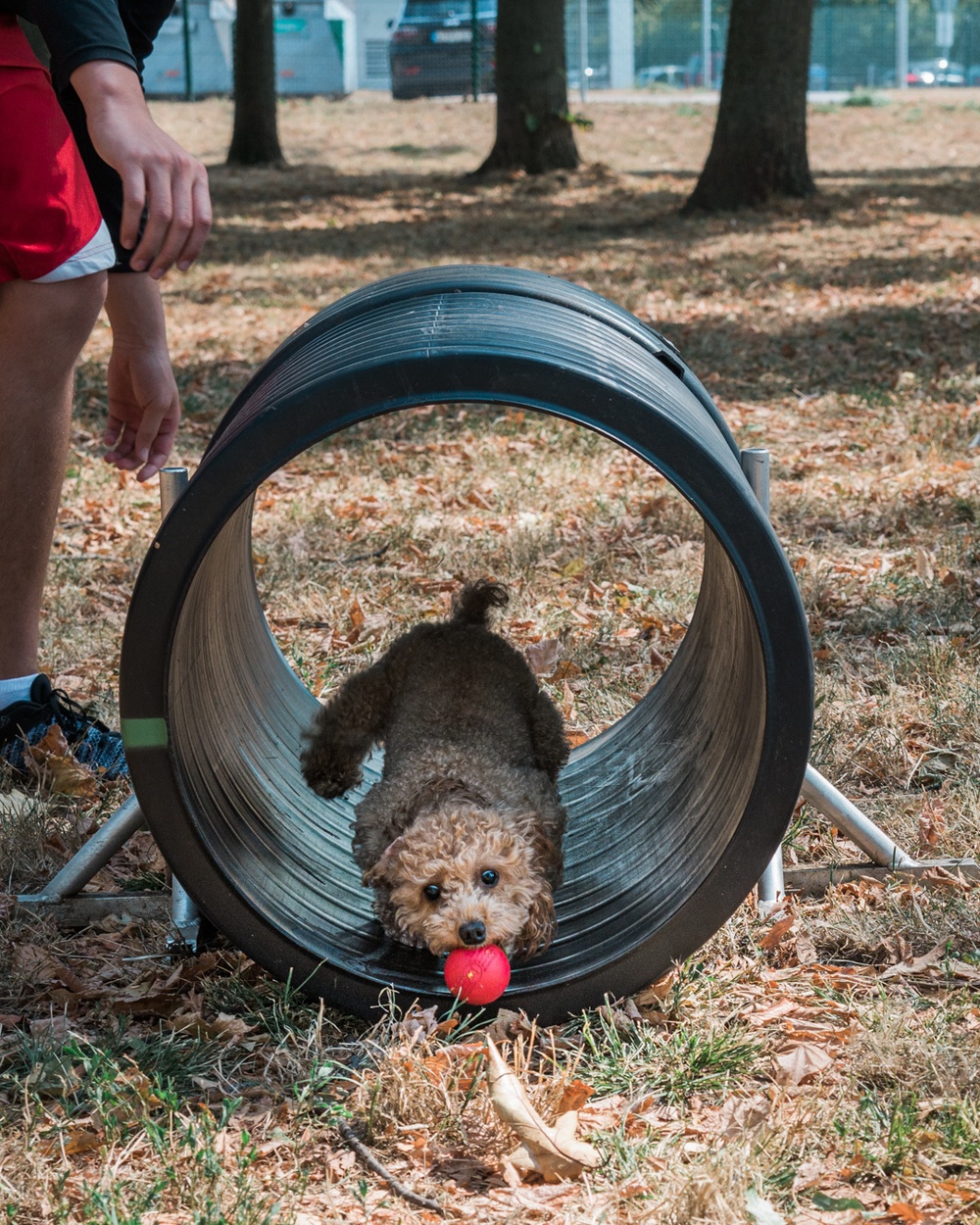 Dog agility obstacle course installed as a part of Eagle Scout project