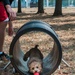 Dog agility obstacle course installed as a part of Eagle Scout project