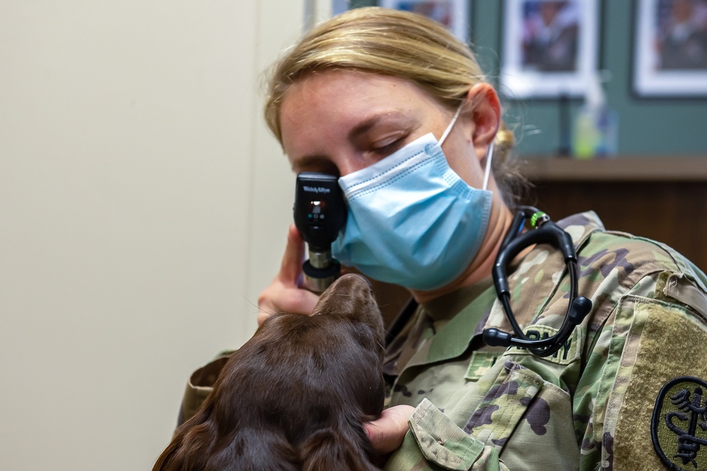 Shaw vet keeps pets safe