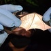 Intergovernmental Support Agreement: Fort Campbell partners with local university to track endangered bat species
