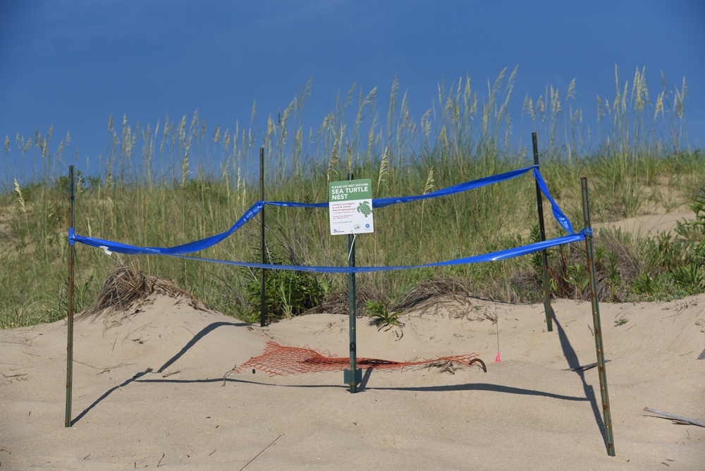 DMA, other agencies partner to protect rare sea turtle nest at SMR