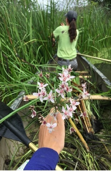 Flowering Rush