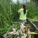 Flowering Rush