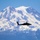 Joint Base Lewis-McChord Apache helicopter pilots fly the latest version of the aircraft