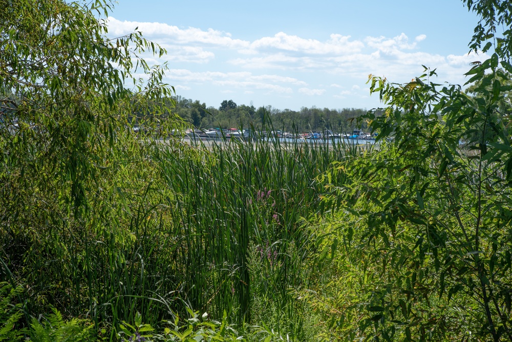 Braddock Bay ecosystem restoration project completion media event