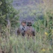 Marines continue training through COVID-19