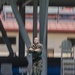 Marines continue training through COVID-19