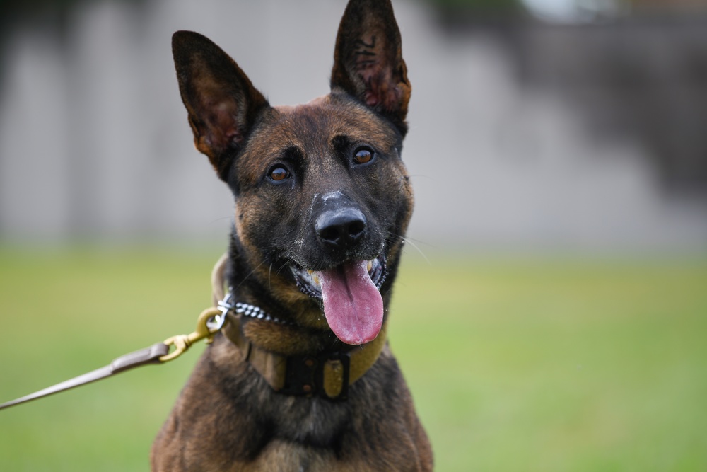 MWD team joins forces, forge courage