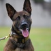 MWD team joins forces, forge courage